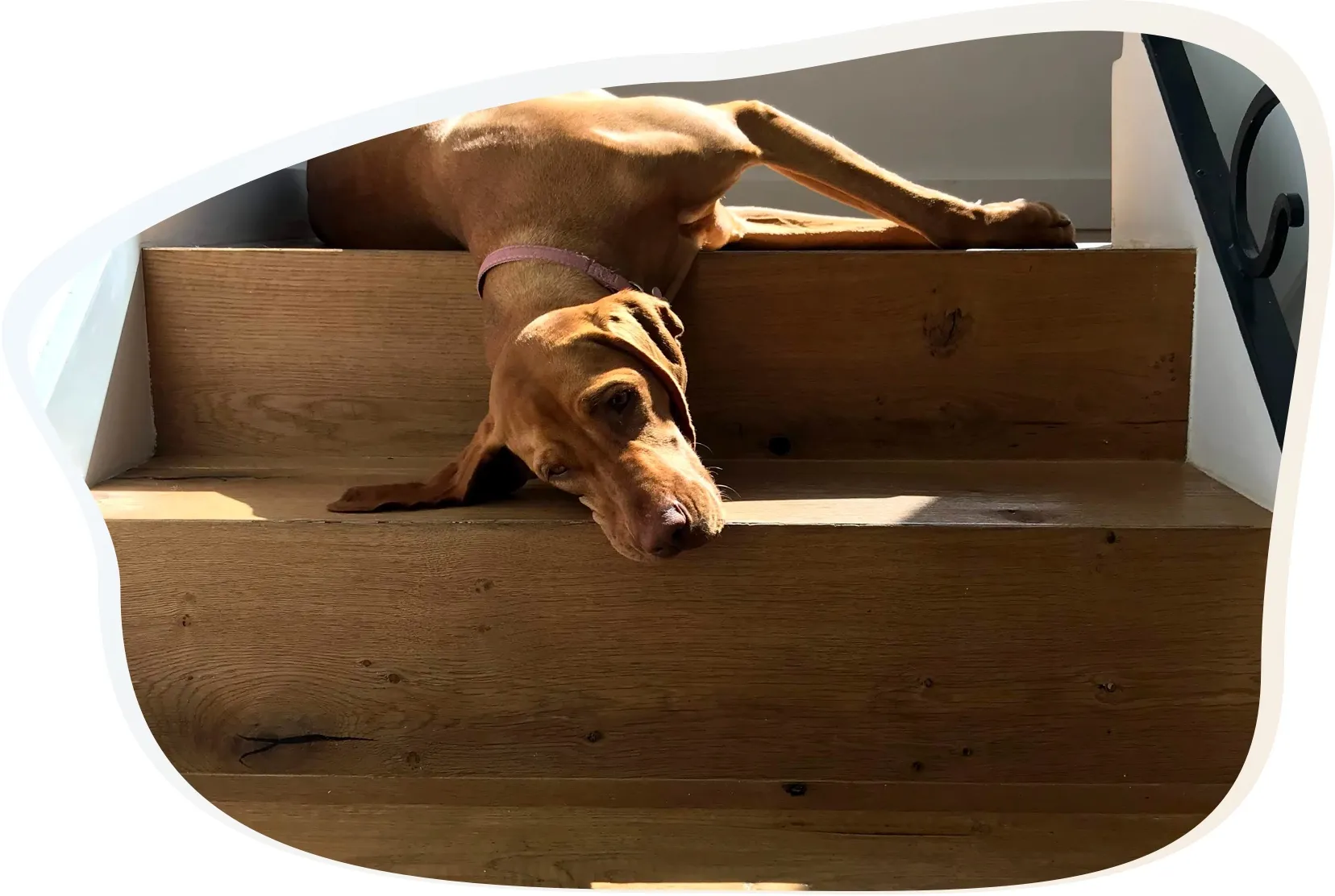 Dog Seizures, Causes & Treatment VetO Brookvale